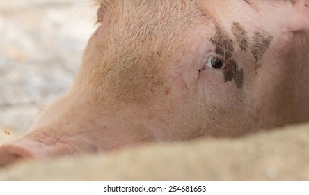 Big Pig With Sad Eyes