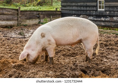 Big Pig Seacrhing For Food In The Mud In Front Of A Wooden Farm Building