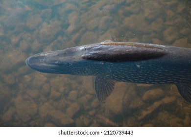 Big Pike Resting In Super Clear Water. Lake Vättern, Sweden. Caught During Spring Fishing.