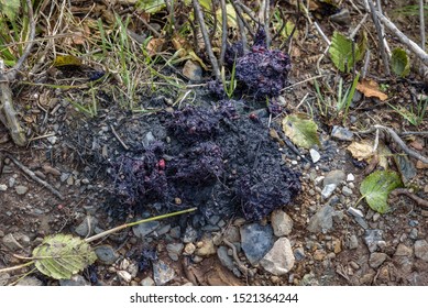 black bear scat