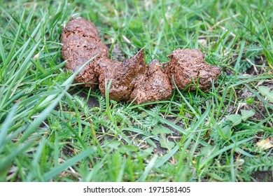 Dog Turds Images, Stock Photos & Vectors | Shutterstock