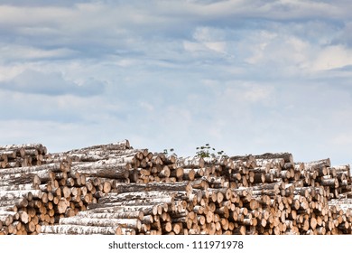 Big Pile Of Logs On A Dull Sky Background