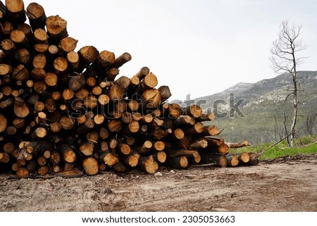 Big pile of logs and woods in the forest