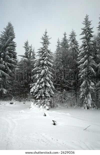 Big\
pin trees covered in snow at the edge of the\
forest