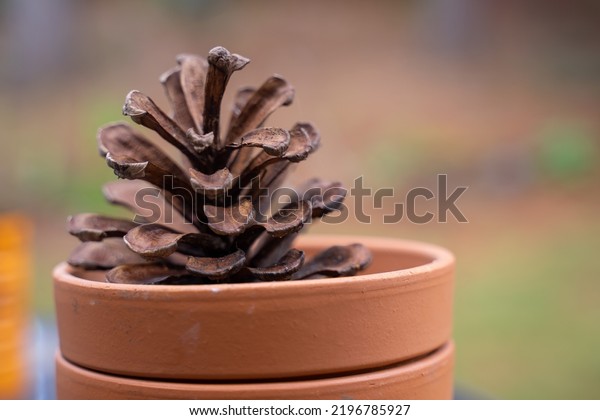A big pine cone collected for decoration. Normally a\
pine cone dimension is around few inches or cm, however, Coulter\
Pine can be as big as a person thigh or arm. The huge cone can fit\
a plant pot 