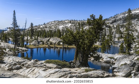 A big pine tree at the edge of the alpine lake surrounded by the granite mountains.