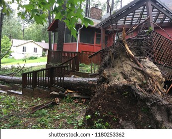 Big Pine Tree Fall Down Because Hurricane Florence Damage Fayetteville ,North Carolina