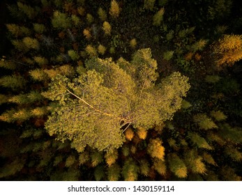 Big Pine Tree Grows In The Forest Among Many Small Trees In Autumn