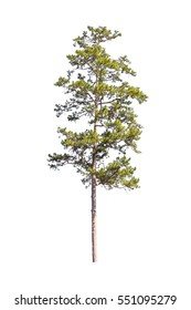 Big Pine Tree Isolated On White Background.