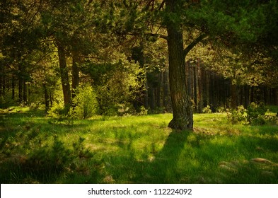 Big Pine Tree On Forest Clearing In Golden Light