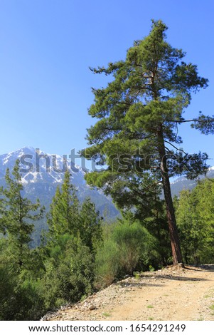 Big pine tree on Lician Way tourist path in Turkey on mountains background
