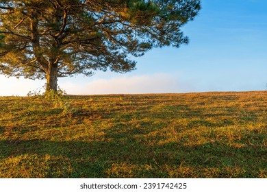 Big pine trees on yellow grass hill in early morning