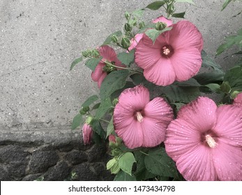 Big Pink Flowers In Bloom With Small Green Leaves  And Buds After Rain On A Bush In Front Of Grey Cement Wall. Pale Flowers Frame Backdrop, Muted Color Background