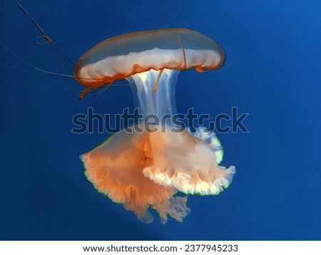 Big pink jellyfish macro view background, marine photography, sea nature beautiful creatures