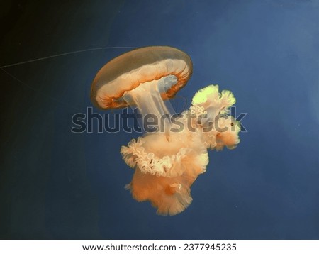 Big pink jellyfish macro view background, marine photography, sea nature beautiful creatures