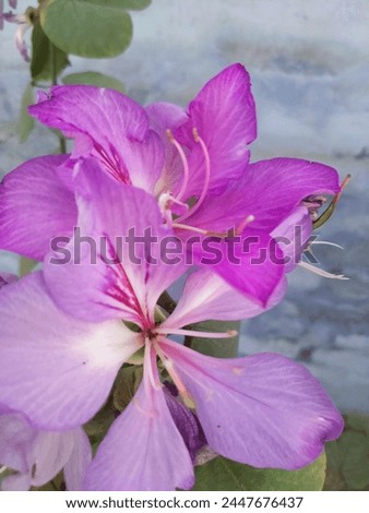 Big Pinky Flower With White Background 