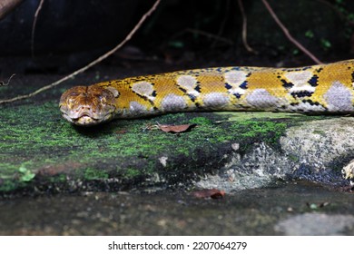 Big platinum reticulated python with very pretty skin. - Shutterstock ID 2207064279