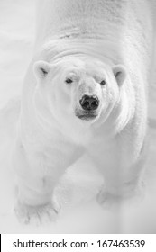 Big Polar Bear Hunting In Snow