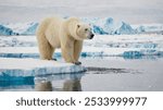 Big polar bear on drifting ice edge with snow and water in Arctic Svalbard.