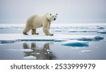 Big polar bear on drifting ice edge with snow and water in Arctic Svalbard.