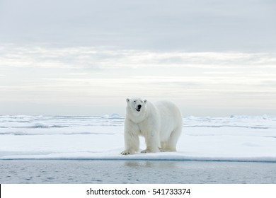 Big polar bear on drifting ice edge with snow and water in Arctic Svalbard. Big dangerous animal from cold nature.