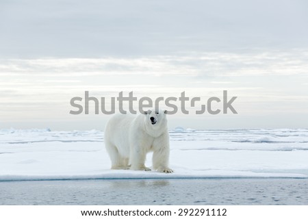 Big polar bear on drifting ice edge with snow and water in Arctic Svalbard.