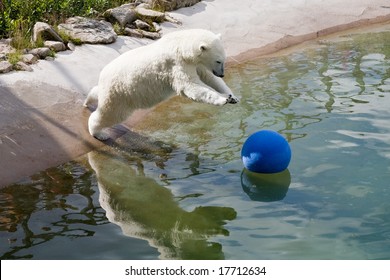 653 Jumping polar bear Images, Stock Photos & Vectors | Shutterstock