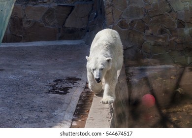 Big Polar Bear Zoo Enclosure Stock Photo 544674517 | Shutterstock