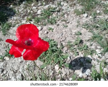 A Big Poppy Flower And His Small Shadow.