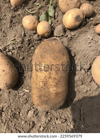 big potatoes in the garden