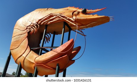 Big Prawn From Side Ballina Australia