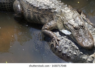 Big Predator Gator Cute White Feather Stock Photo 1430717048 | Shutterstock