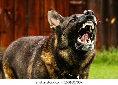 Big Protective German Shepherd Dog Barking