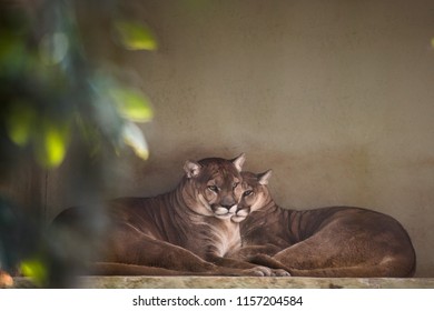 Big Puma Couple. Patagonia Big Cats