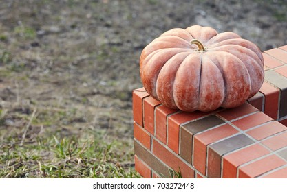 Big pumpkin on bricks