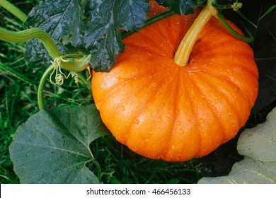 Big pumpkin plant