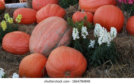 Big pumpkins in halloween festival