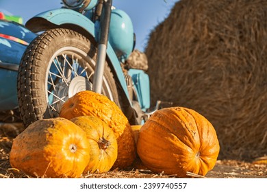 Big pumpkins prepared for great Halloween party against of old motorcycle at farm. Low angle view of ripe pumpkins in front of blue motorcycle parked beside hay bale in autumn. Concept of countryside. - Powered by Shutterstock