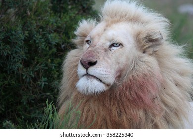 mufasa the white lion