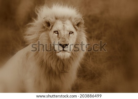 A big pure white male lion in this abstract sepia selective focus photo taken on safari in Africa.