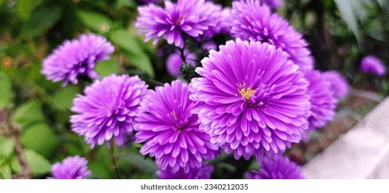 Big purple Aster Flower Garden. This aster flower comes from China with an average plant height of 30-70 cm. Aster has the Latin name Callistephus chinensis L. which belongs to the Asteraceae family. - Powered by Shutterstock