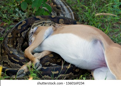 Big Python Snake Eating Antelope Stock Photo 1360169234 | Shutterstock