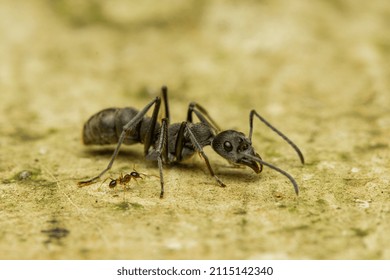 A big queenless ant, Diacamma walking alongside a tiny minor worker of Pheidole species.