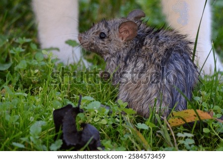 big rat in the grass