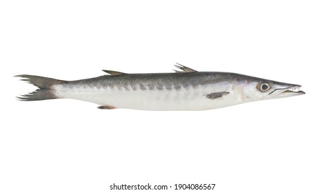 Big Raw Barracuda Fish Isolated On White Background