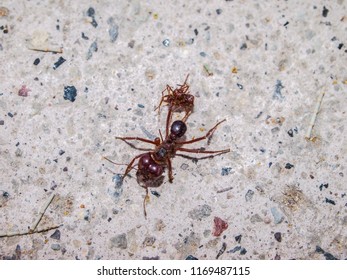 Big Red Ant On The Pavement Of A Sidewalk Carrying A Dead Insect In Mexico, Gray And White Granite Texture Background