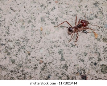 Big Red Ant Walking On The Pavement Of A Sidewalk, Gray Granite Texture Background, Copy Space Or Space For Text