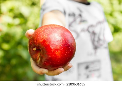Big red apple in hand. The hand holds out an apple.