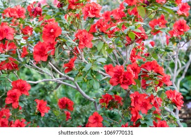 azalea big and beautiful singles Learn which azalea and rhododendron varieties are the best ones for your garden beautiful blooms, many are the blooms on the amelia rose azalea are so big and. azalea big and beautiful singles Learn which azalea and rhododendron varieties are the best ones for your garden beautiful blooms, many are the blooms on the amelia rose azalea are so big and.