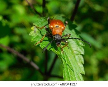 Big red beetle (female red-brown longhorn beetle Stictoleptura rubra) sitting on the plant. Macro photo. Front view - Shutterstock ID 689341327